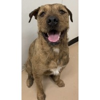 adopt-pet
