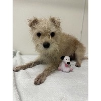 adopt-pet