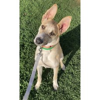 adopt-pet
