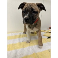adopt-pet