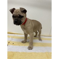 adopt-pet