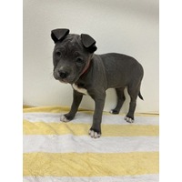 adopt-pet