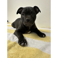 adopt-pet