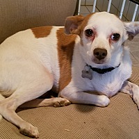 adopt-pet