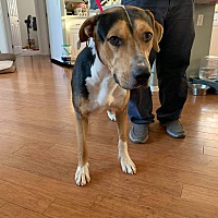 adopt-pet