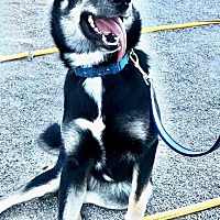 adopt-pet