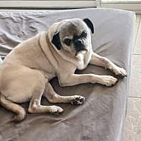adopt-pet