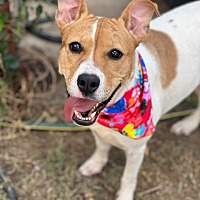adopt-pet