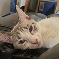 adopt a pet