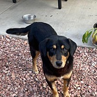adopt-pet