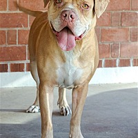 adopt-pet