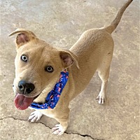 adopt-pet