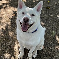 adopt-pet