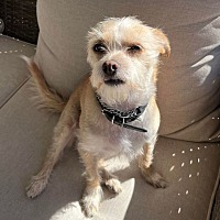 adopt-pet