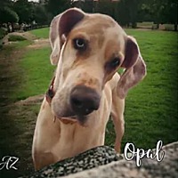 adopt-pet