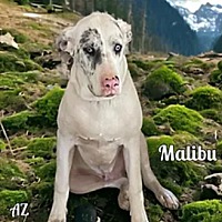 adopt-pet