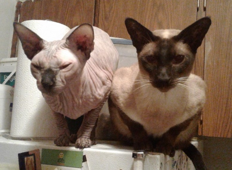 Cats