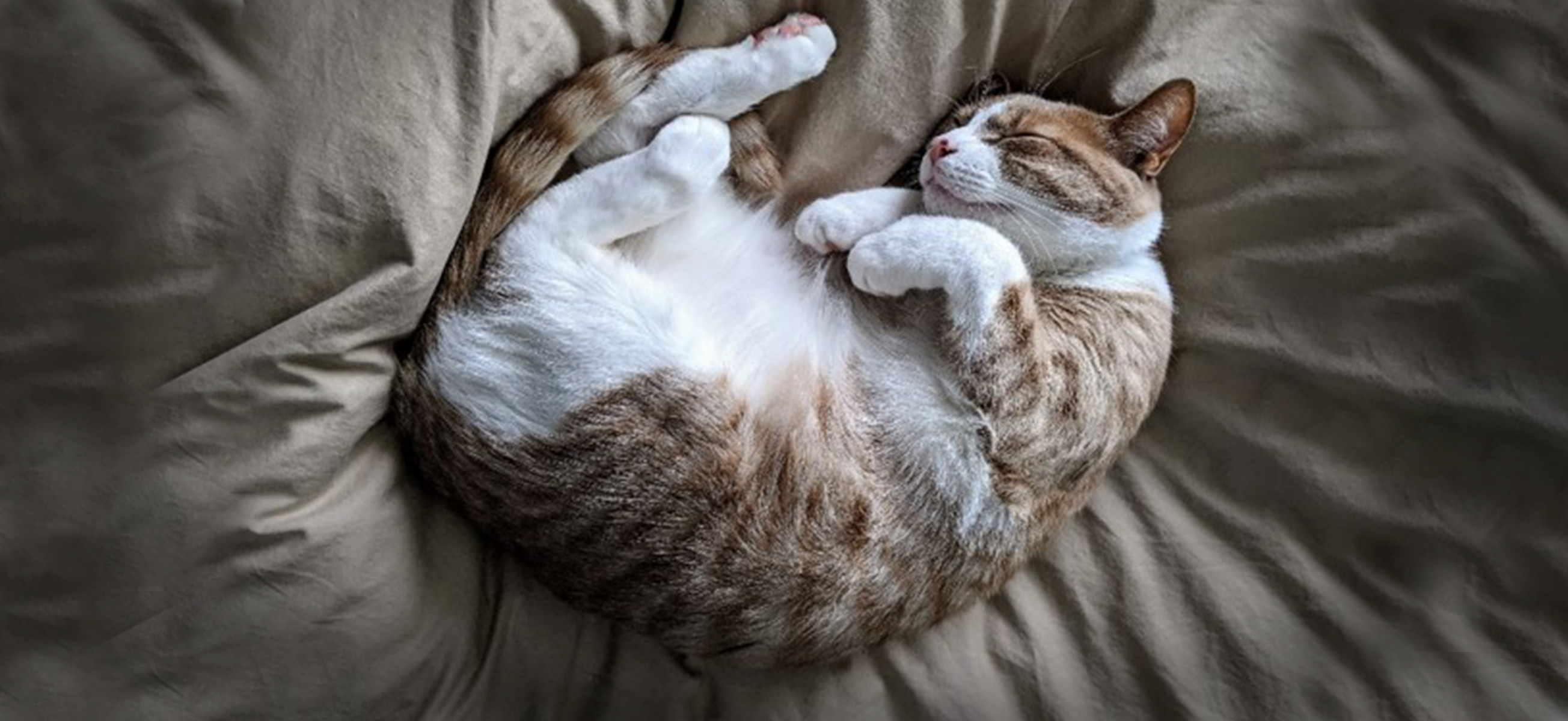Cat, Cuddle
